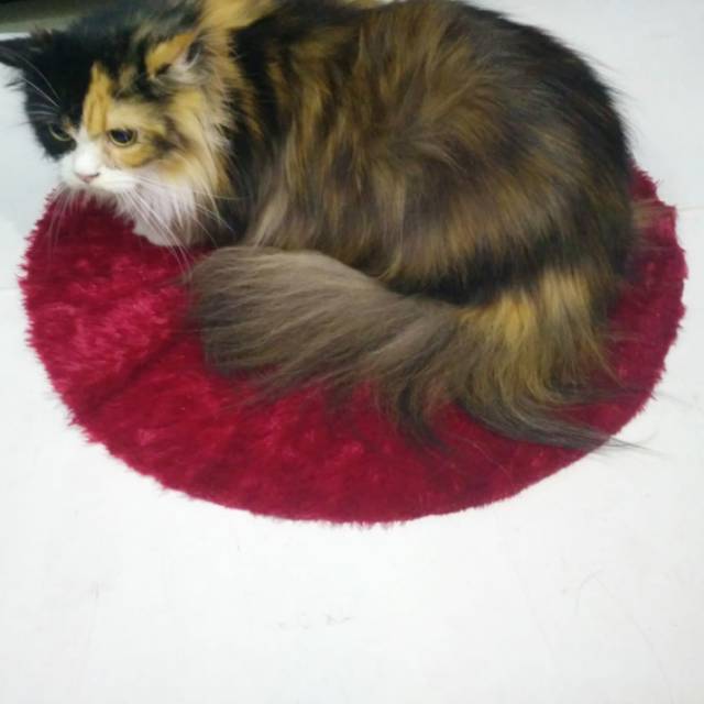 ALAS TIDUR KUCING | DIAMETER 50CM | Bulu Lembut