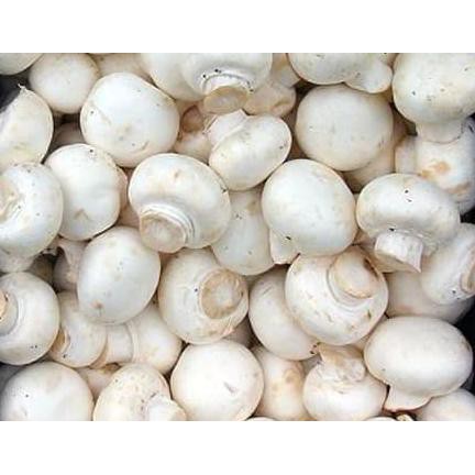 

SPECIAL!! Jamur Champignon / Jamur Kancing Fresh (Khusus Area Jabodetabek)