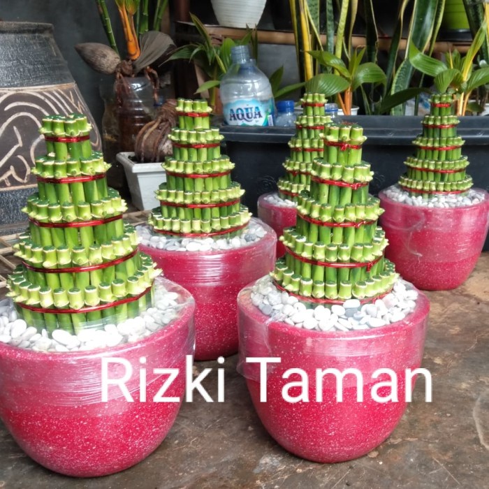 Paket hemat lucky bamboo | bambu hoki vas keramik media hidrogel