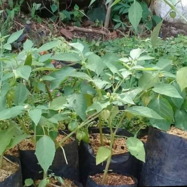 Tanaman Ciplukan/Cecendet-Tanaman Herbal-Pohon Ciplukan