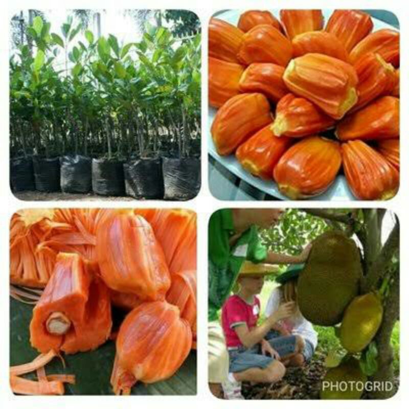 Bibit Nangka madu nangka mini madu Nangka madu merah super bibit nangka okulasi bisa bayar via COD