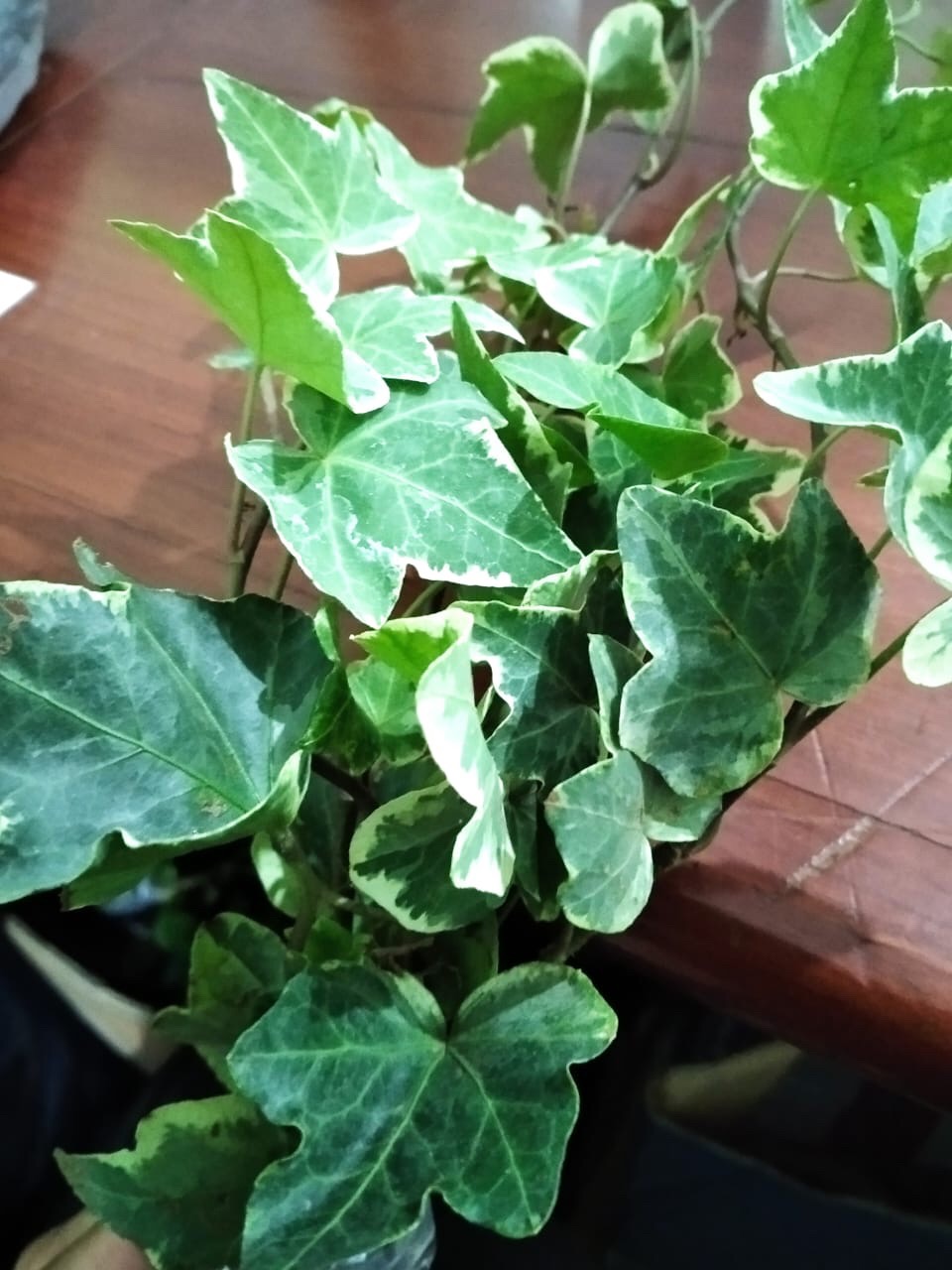 Tanaman Hias Gantung Ivy Variegata
