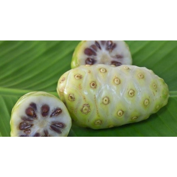 

Mengkudu Kering / pace Kering 250 gram ( 1/4 kg) Asli Herbal Alami