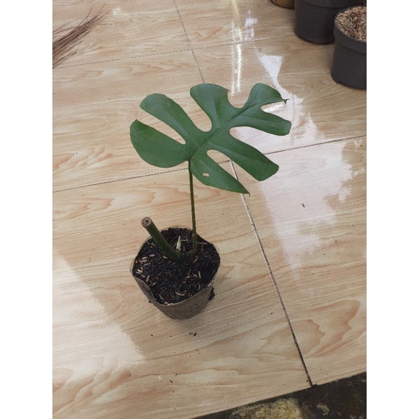 Tanaman hias monstera tetasperma mini monstera mini