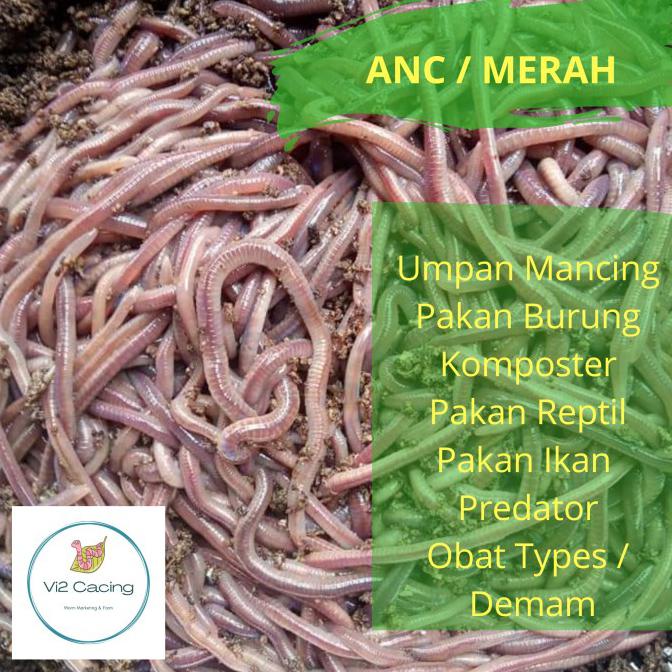 Cacing Tanah Merah Pancing Shopee Indonesia