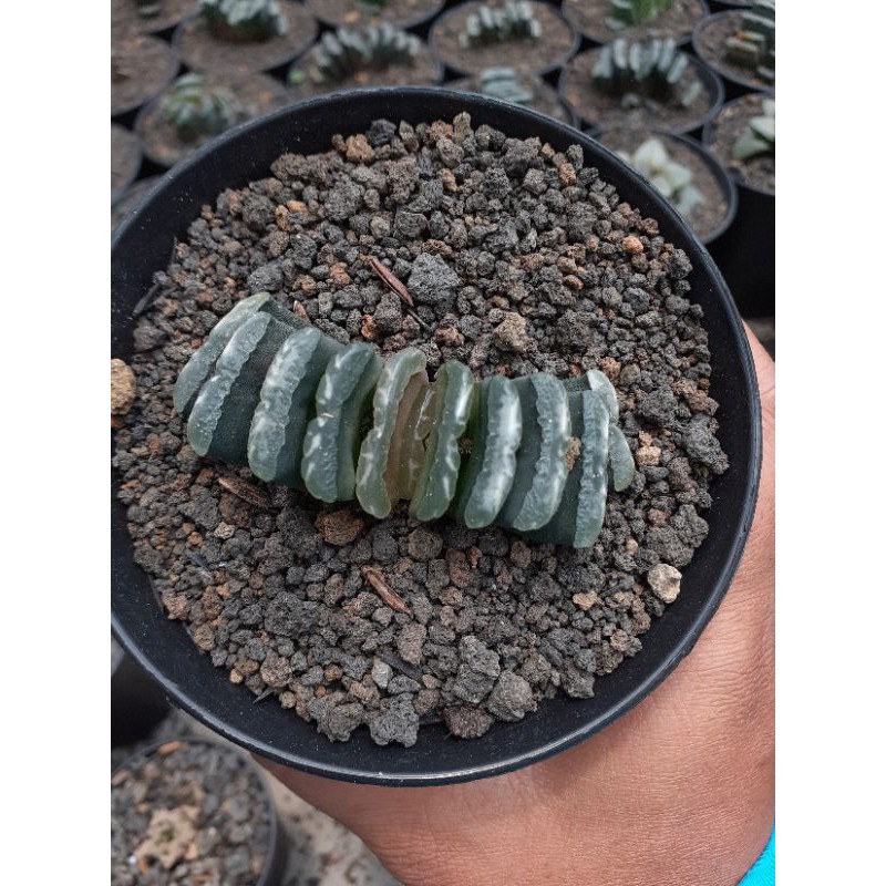 haworthia truncata