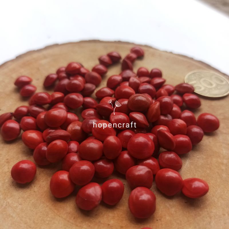 [ 1pcs ] Biji Saga | Biji Saga Kering
