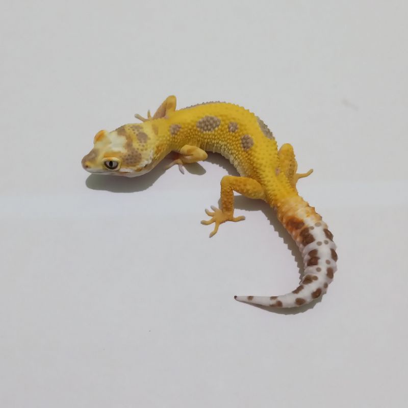 [Free Kalsium] Leopard Gecko Tremper Lemon Frost 2
