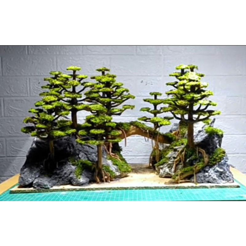 bonsai pohon pinus/cemara aquascape aquarium sudah terpasang moss