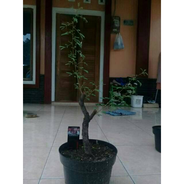 Bahan bonsai arabika /klampis ireng