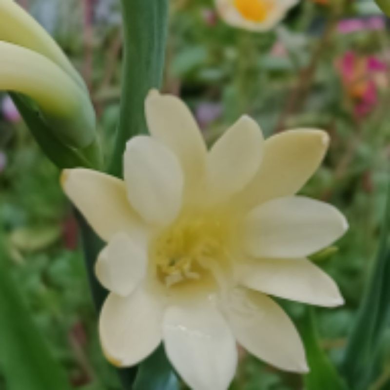 sedap malam paket pesanan atas nama:suparyanto