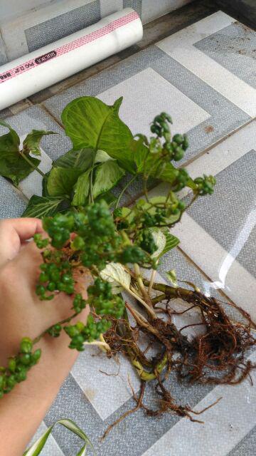 Krokot Curly - Krokot Keriting Tanaman Crocot Paku Payung