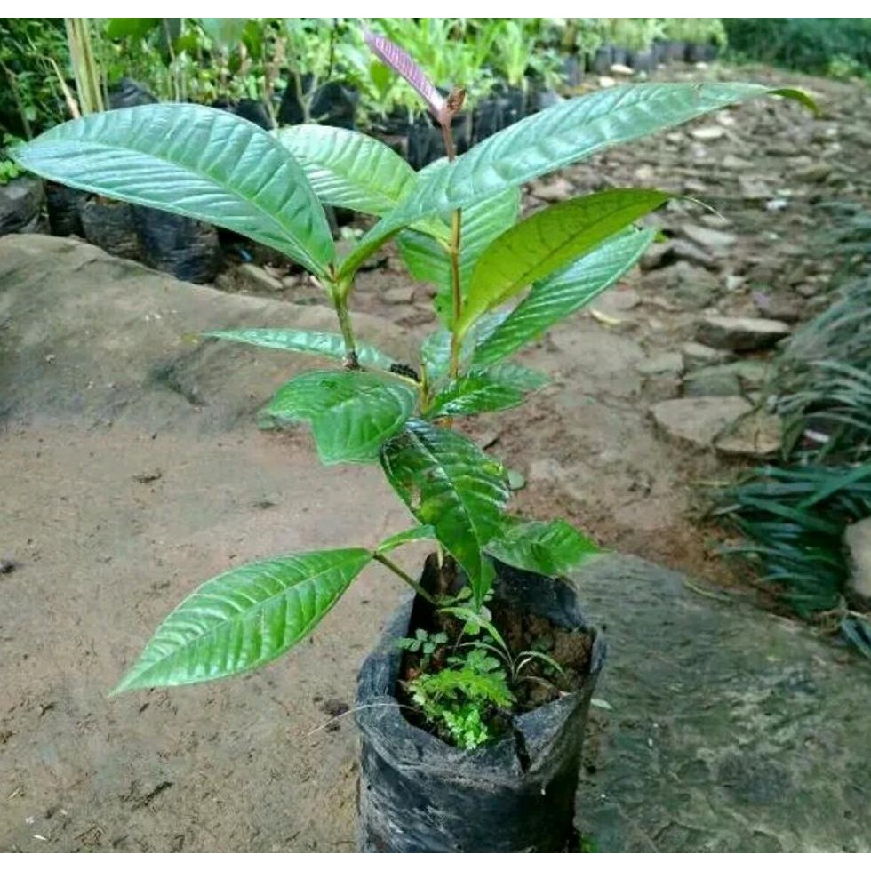 Bibit Buah Bibit Tanaman Buah Kupa-Pohon Kupa-Gowok-Langka Berkhasiat Untuk Obat Herbal Kw1