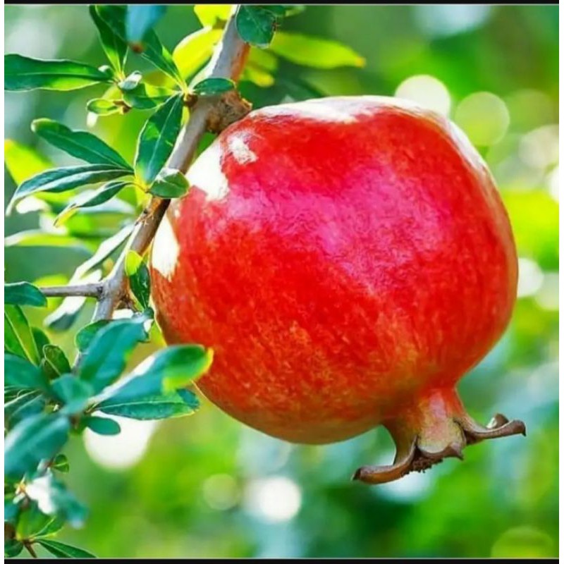 Bibit Tanaman Buah Delima Merah-Bibit Hasil Cangkok-Bibit Delima Merah