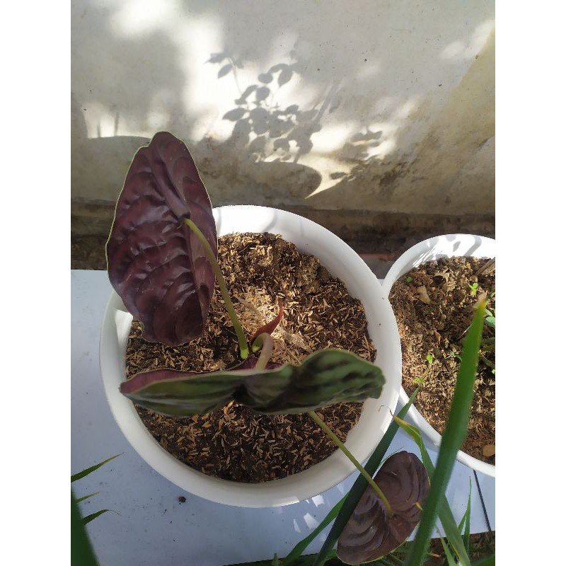 BUNGA TENGKORAK HITAM/ALOCASIA CUPREA