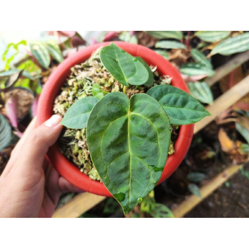 anthurium ace of spades | kuping gajah hitam | original