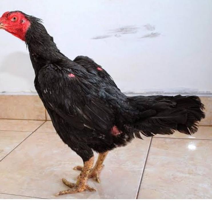 

[PROMO ZJY48] telur ayam bangkok fertil asli petarung per 1 butir Pasti Murah