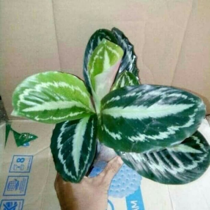 jual Tanaman Hias Calathea Silverback - Pohon Calatea