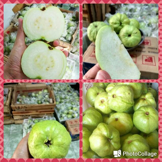 

Panen JAMBU BANGKOK/KRISTAL MURAH