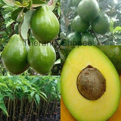 Bibit Alpukat Miki - Alpukat Jumbo Paling Genjah