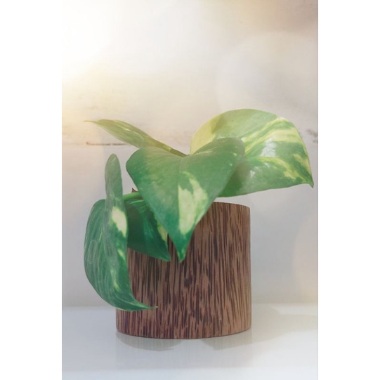 PADAKA Pot Kayu Gelugu Mini Kaktus Aesthetic