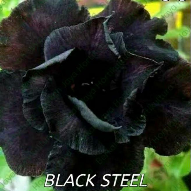 Tanaman Hias Kamboja Adenium Black Steel / Bibit Kamboja Black Steel - Hitam