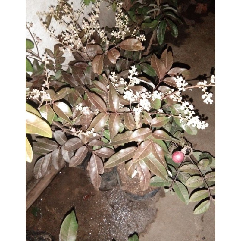 Bibit Kelengkeng Merah Berbunga