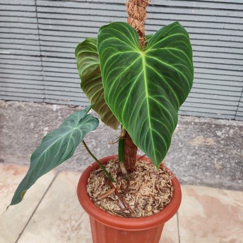 PHILODENDRON SPLENDID TANAMAN HIAS BUNGA PHILODENDRON SPLENDID MURAH