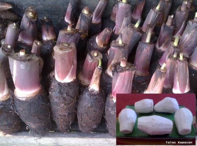 

FreshPAK - Talas Pontianak 1kg / Sayur Murah / Sayur Segar / Sayuran Segar