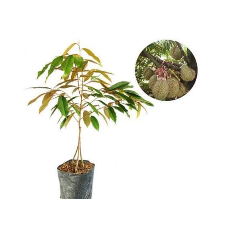 bibit durian bawor kaki 3