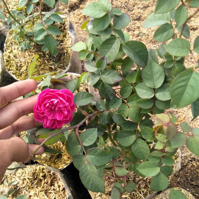 Mawar kampung wangi ..