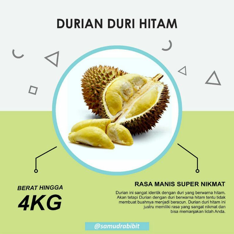 Bibit Durian Duri Hitam | Ochee Kaki 3 Okulasi