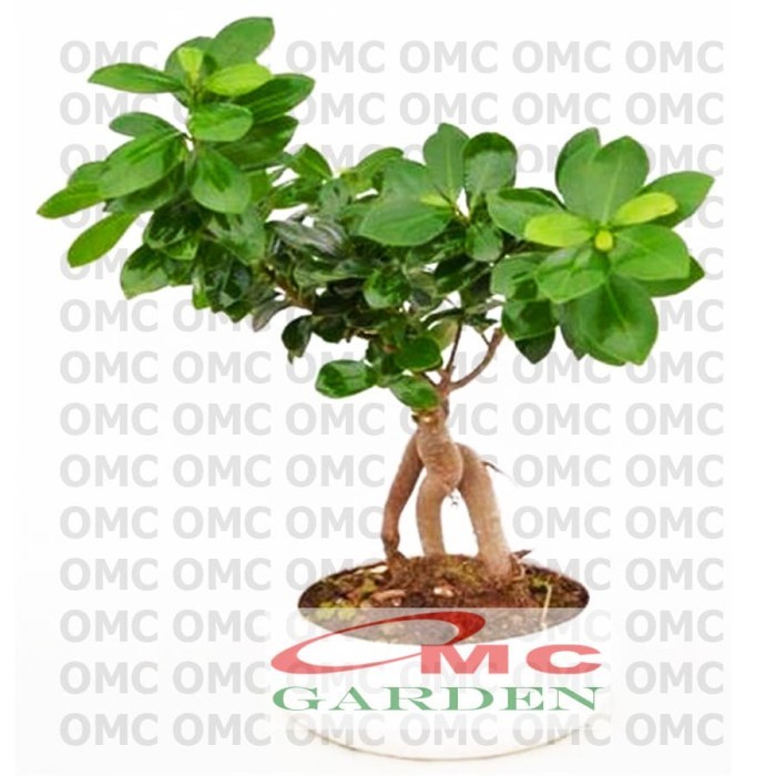 Bonsai Beringin Korea Mini Dolar Bibit Stek Batang Tanaman BK-SB-1020