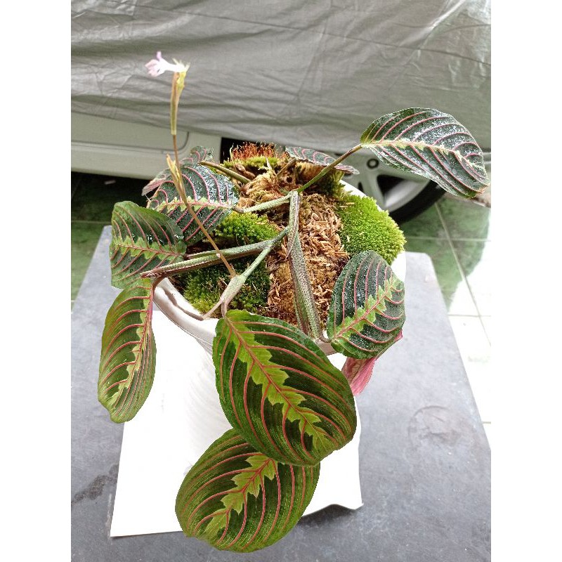 CALATEA MARANTHA / SPAT KEPITING