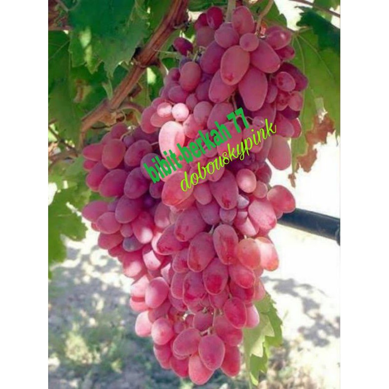 

anggur import dobouskypink