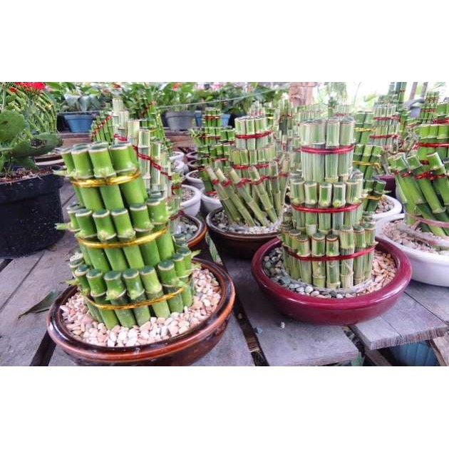 Bunga Jadi.. Bibit Bambu Rejeki Mini 1 - bukan benih, harga termurah.