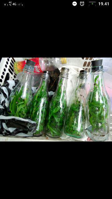 Promo Paket 5 Botol Dendro Mix