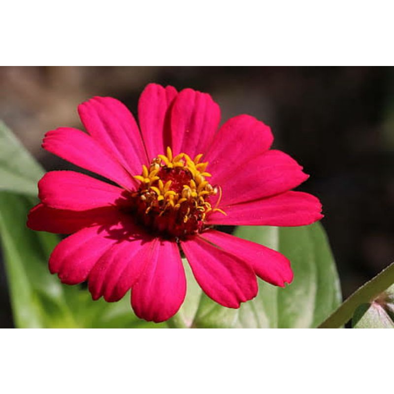 BIBIT BUNGA ZINNIA