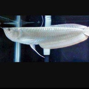 ikan hias arwana silver red airtawar aquascape