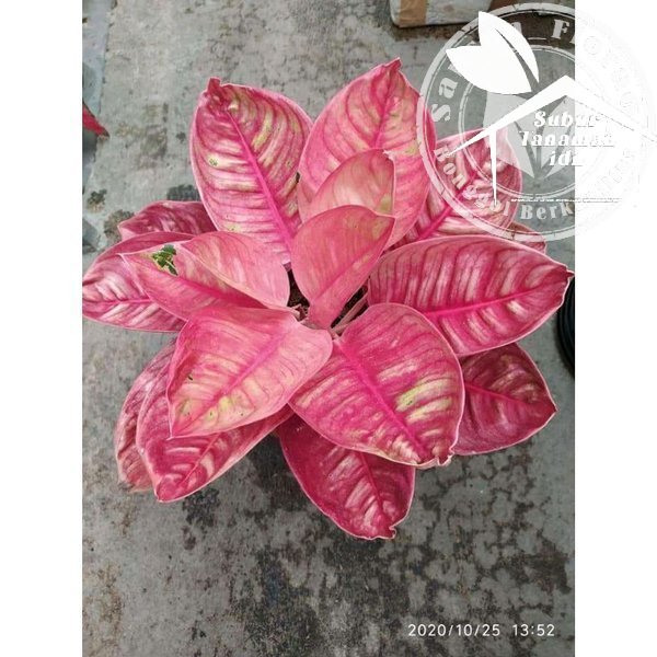 Bonggol Aglonema Romantic Love