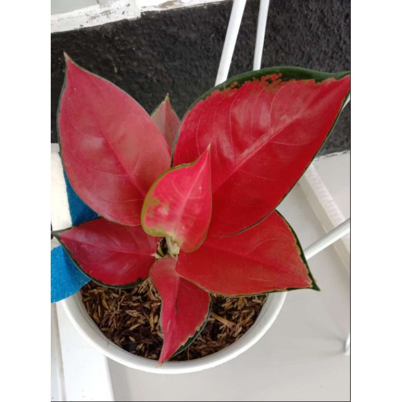 Aglonema Suksom Jaipong Indukan Daun 10 REALPICT / Suksom Murah / Aglonema Murah