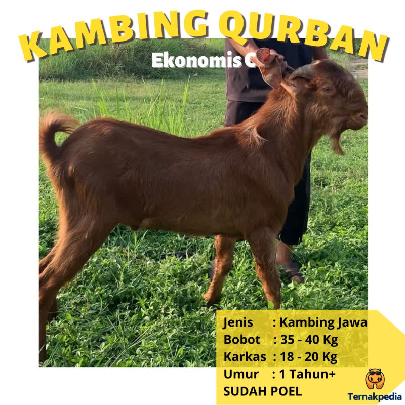 kambing qurban 35   40 kg   kambing kurban surabaya   kambing qurban ekonomis   hewan qurban surabay