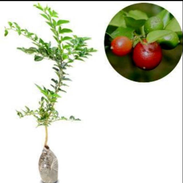 Bibit buah jeruk kingkit