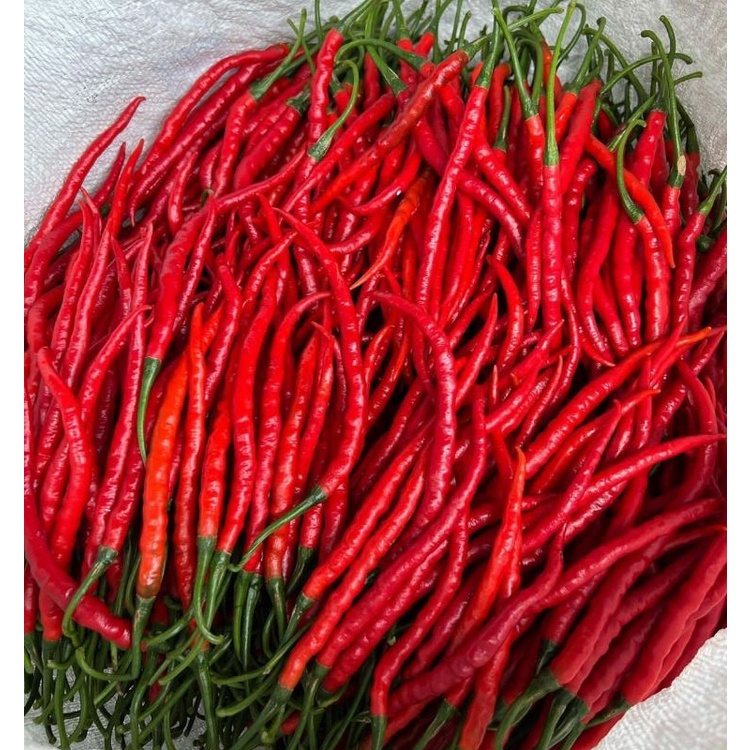

CABAI RAWIT KERITING 500GR
