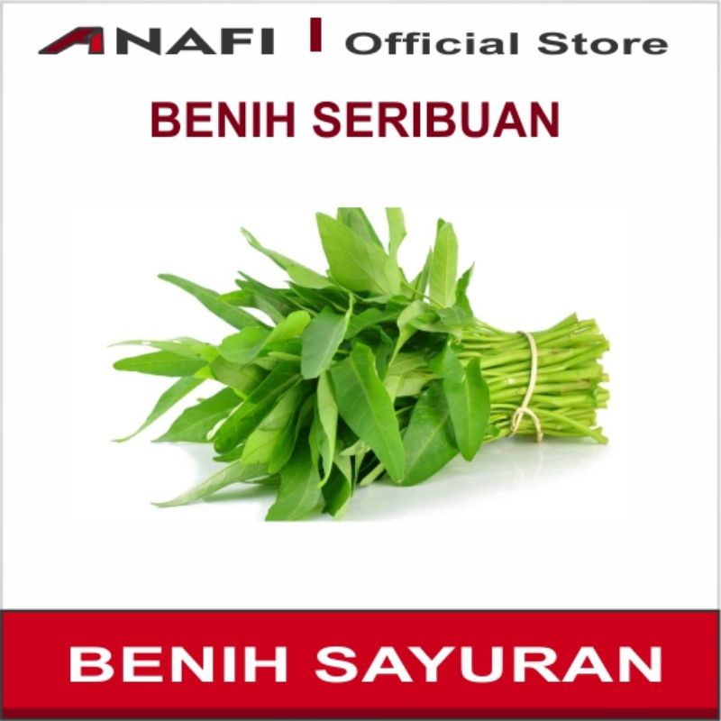 Benih Sayuran kangkung  | Bibit kangkung Bangkok  | benih sayur Bibit Sayur Hidroponik berkualitas