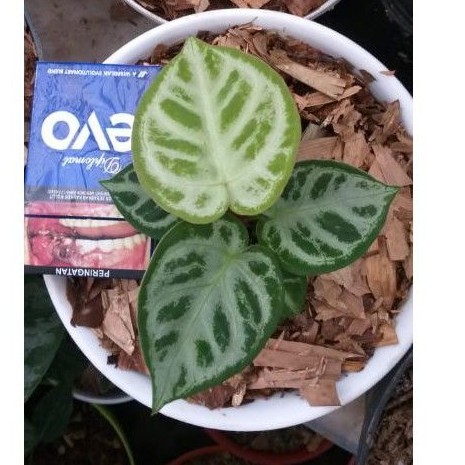 anthurium dorayaki x silver blush