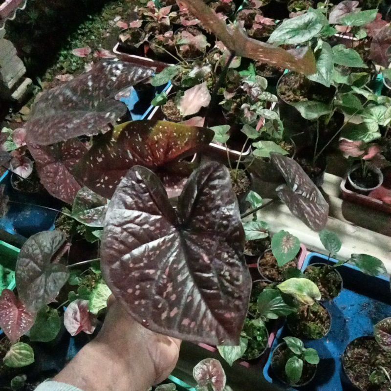 tanaman bunga caladium DOH