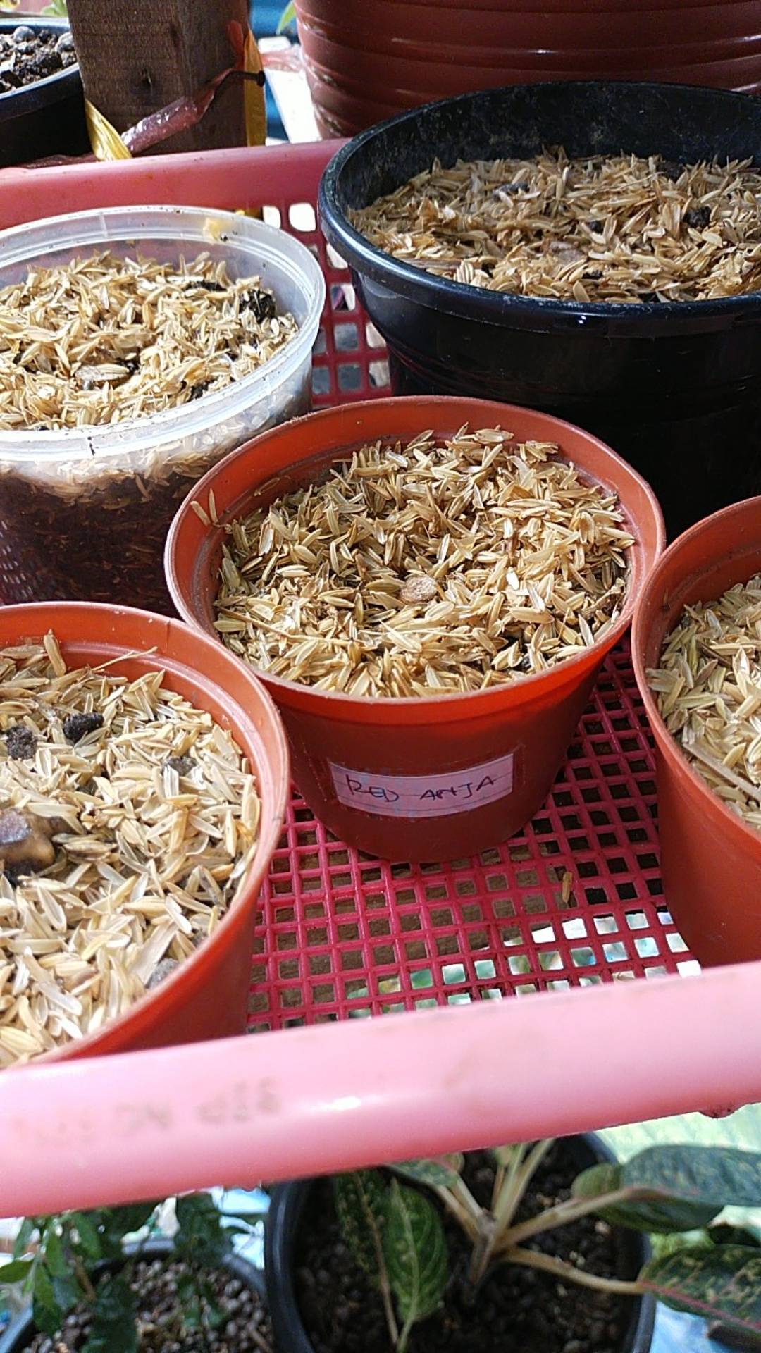 Promo Paket 5 Bonggol Aglonema,red Anjamani,red Heart,widuri,super White,dud Anjamani