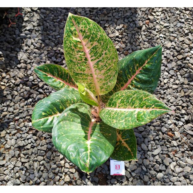 Aglaonema aglonema harlequeen