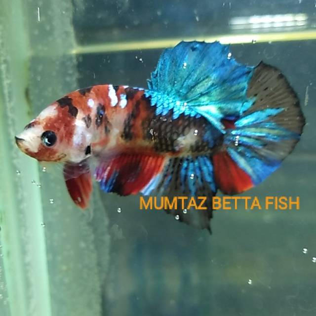 Ikan cupang hias plakat multicolour